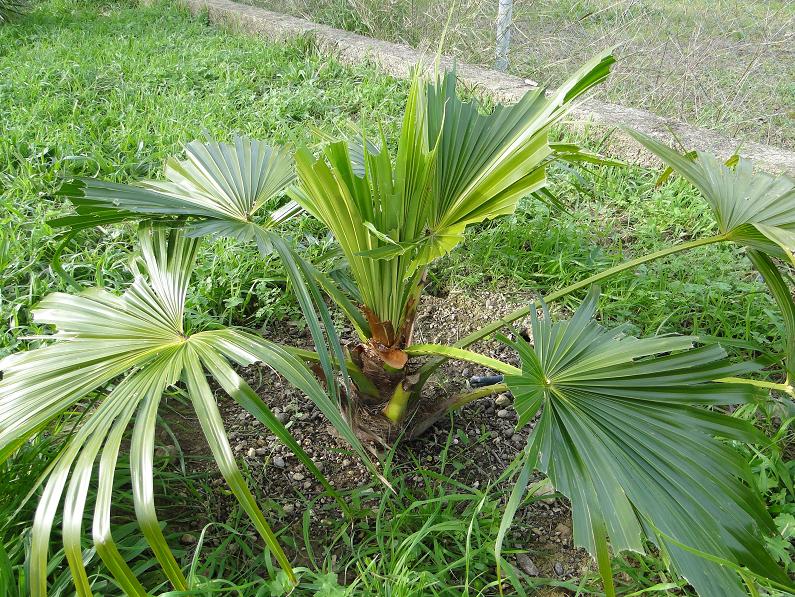 [Foto de planta, jardin, jardineria]