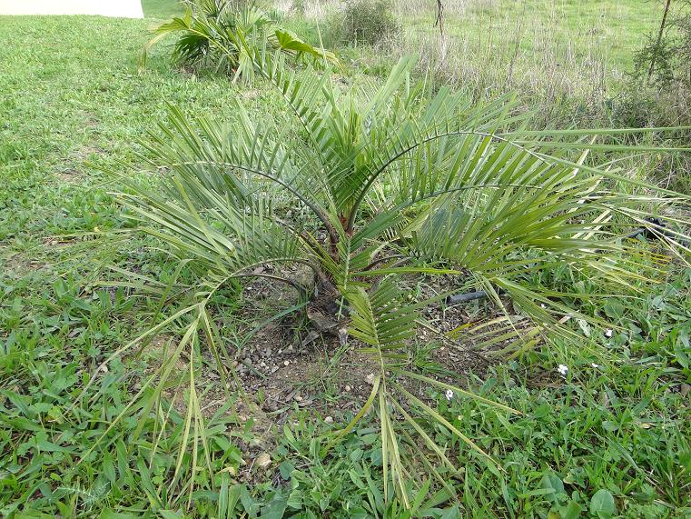 [Foto de planta, jardin, jardineria]