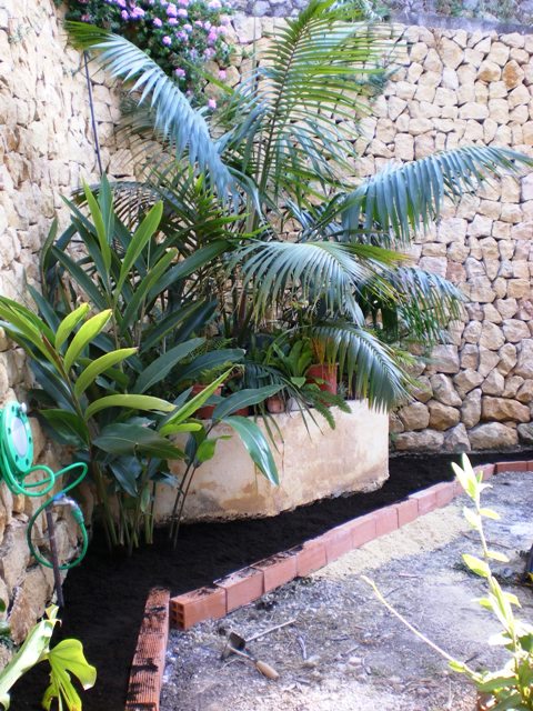 [Foto de planta, jardin, jardineria]