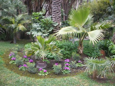 [Foto de planta, jardin, jardineria]