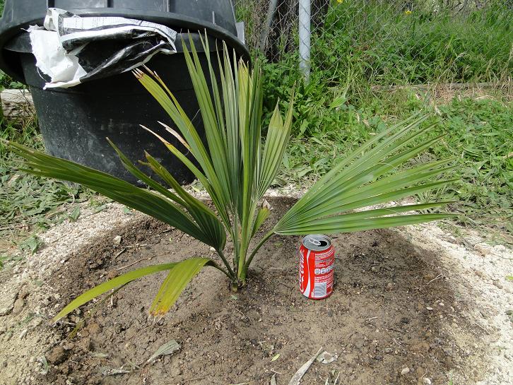 [Foto de planta, jardin, jardineria]