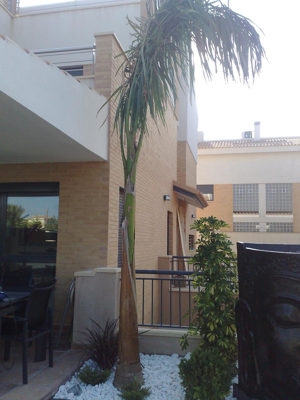 [Foto de planta, jardin, jardineria]