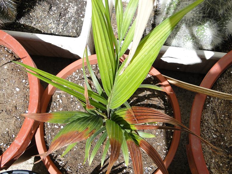 [Foto de planta, jardin, jardineria]