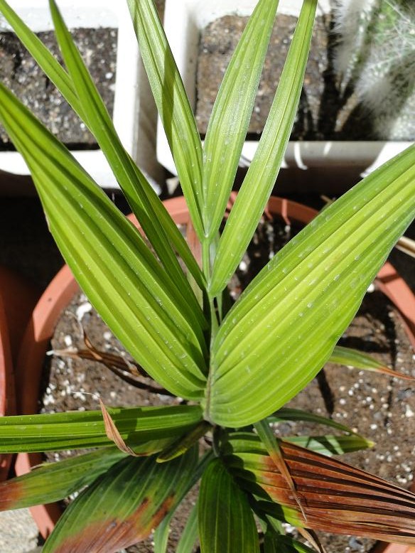 [Foto de planta, jardin, jardineria]