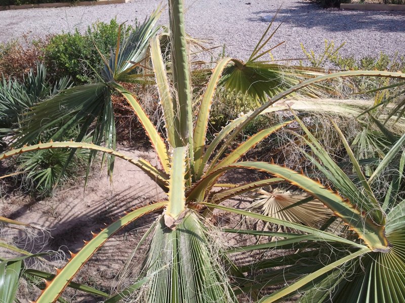 [Foto de planta, jardin, jardineria]