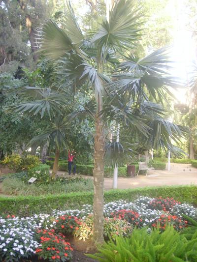 [Foto de planta, jardin, jardineria]