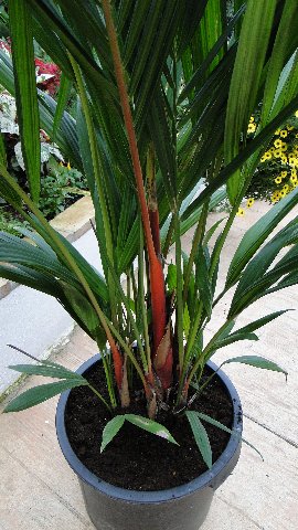 [Foto de planta, jardin, jardineria]