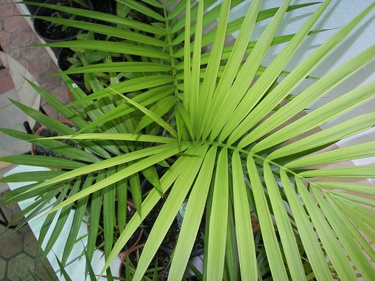 [Foto de planta, jardin, jardineria]