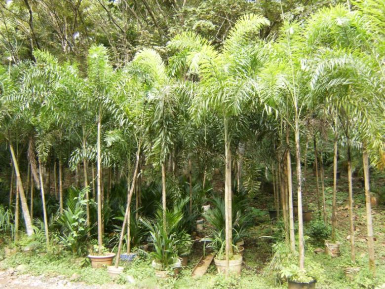 [Foto de planta, jardin, jardineria]