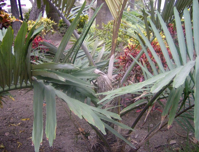 [Foto de planta, jardin, jardineria]