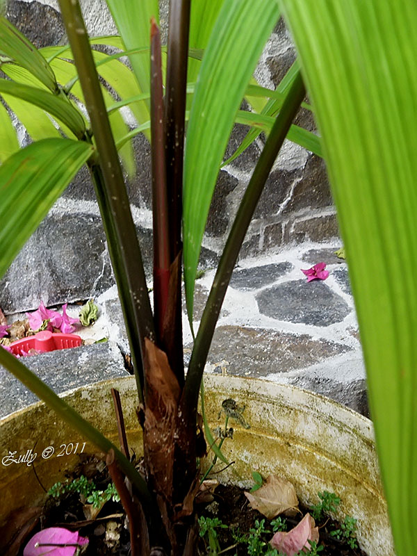 [Foto de planta, jardin, jardineria]