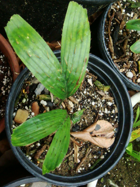 [Foto de planta, jardin, jardineria]