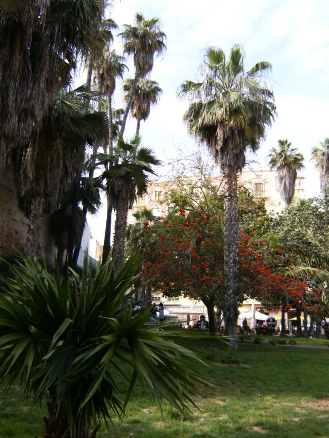 [Foto de planta, jardin, jardineria]