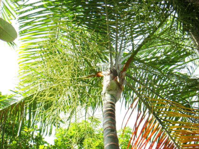 [Foto de planta, jardin, jardineria]