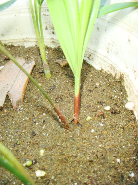 [Foto de planta, jardin, jardineria]