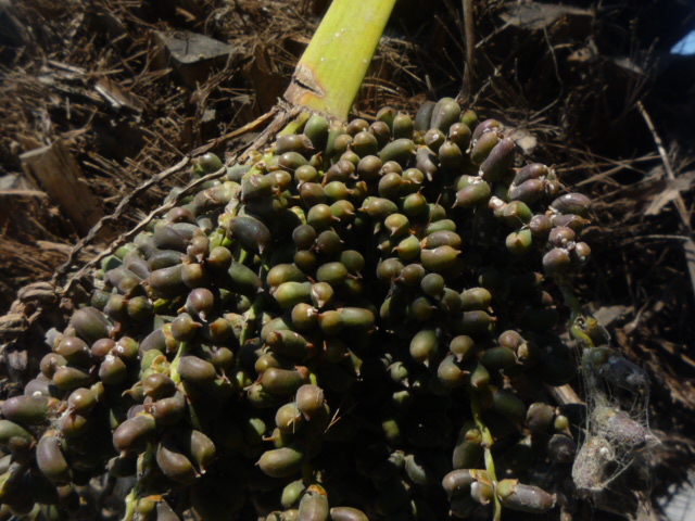 [Foto de planta, jardin, jardineria]