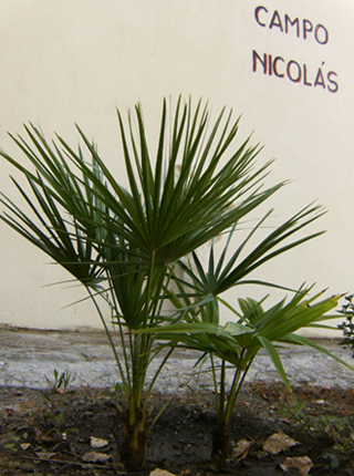 [Foto de planta, jardin, jardineria]