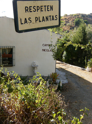 [Foto de planta, jardin, jardineria]