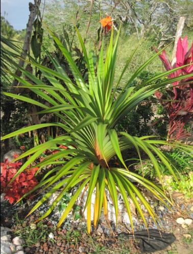 [Foto de planta, jardin, jardineria]