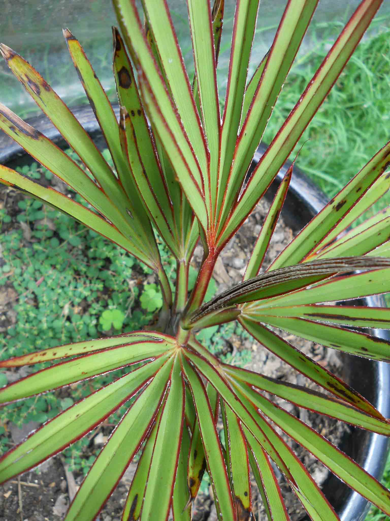 [Foto de planta, jardin, jardineria]