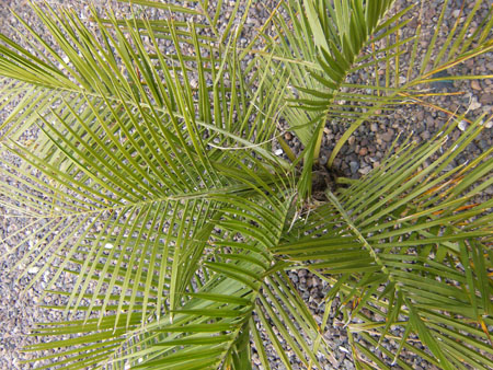 [Foto de planta, jardin, jardineria]