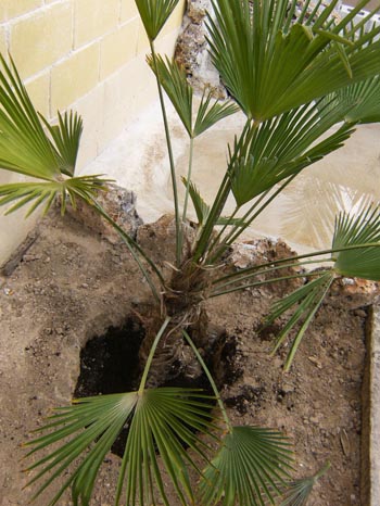 [Foto de planta, jardin, jardineria]
