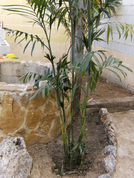 [Foto de planta, jardin, jardineria]