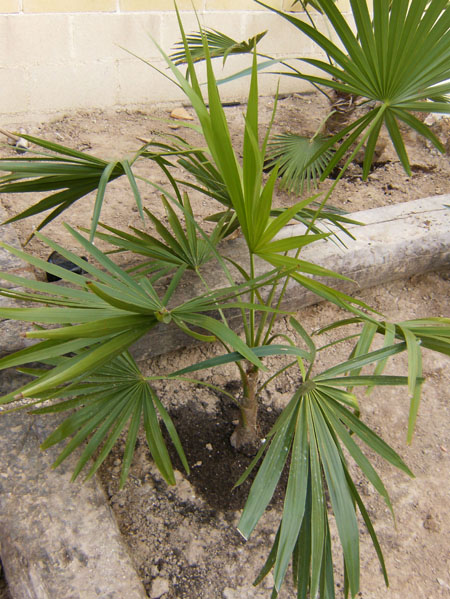 [Foto de planta, jardin, jardineria]