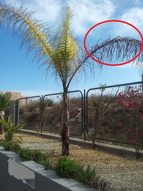 [Foto de planta, jardin, jardineria]