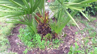 [Foto de planta, jardin, jardineria]