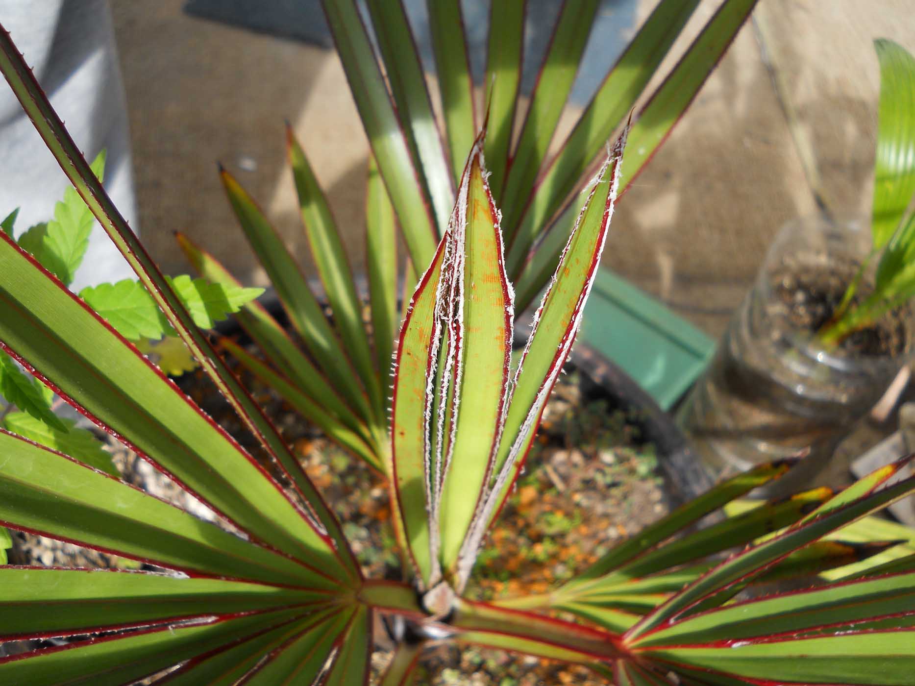 [Foto de planta, jardin, jardineria]