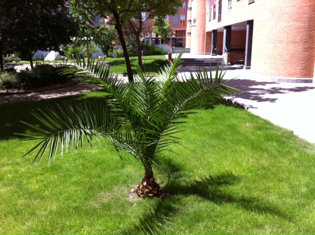 [Foto de planta, jardin, jardineria]