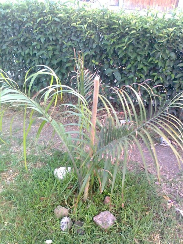 [Foto de planta, jardin, jardineria]
