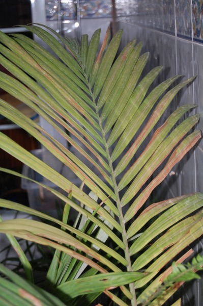 [Foto de planta, jardin, jardineria]