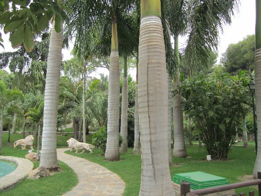 [Foto de planta, jardin, jardineria]