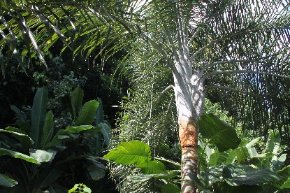 [Foto de planta, jardin, jardineria]