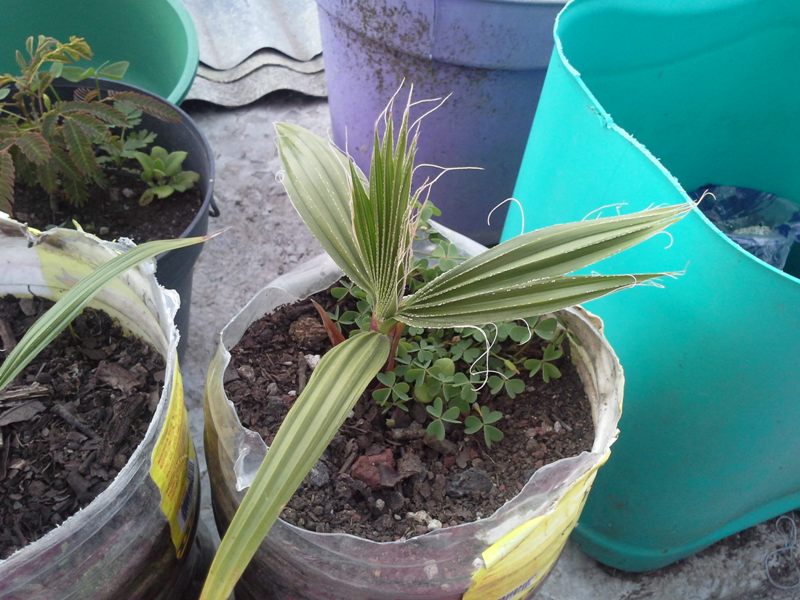 [Foto de planta, jardin, jardineria]