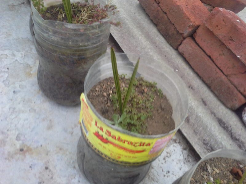 [Foto de planta, jardin, jardineria]