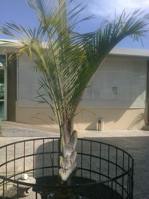 [Foto de planta, jardin, jardineria]