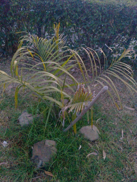 [Foto de planta, jardin, jardineria]
