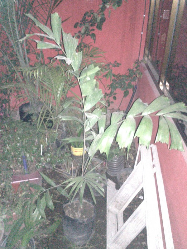 [Foto de planta, jardin, jardineria]