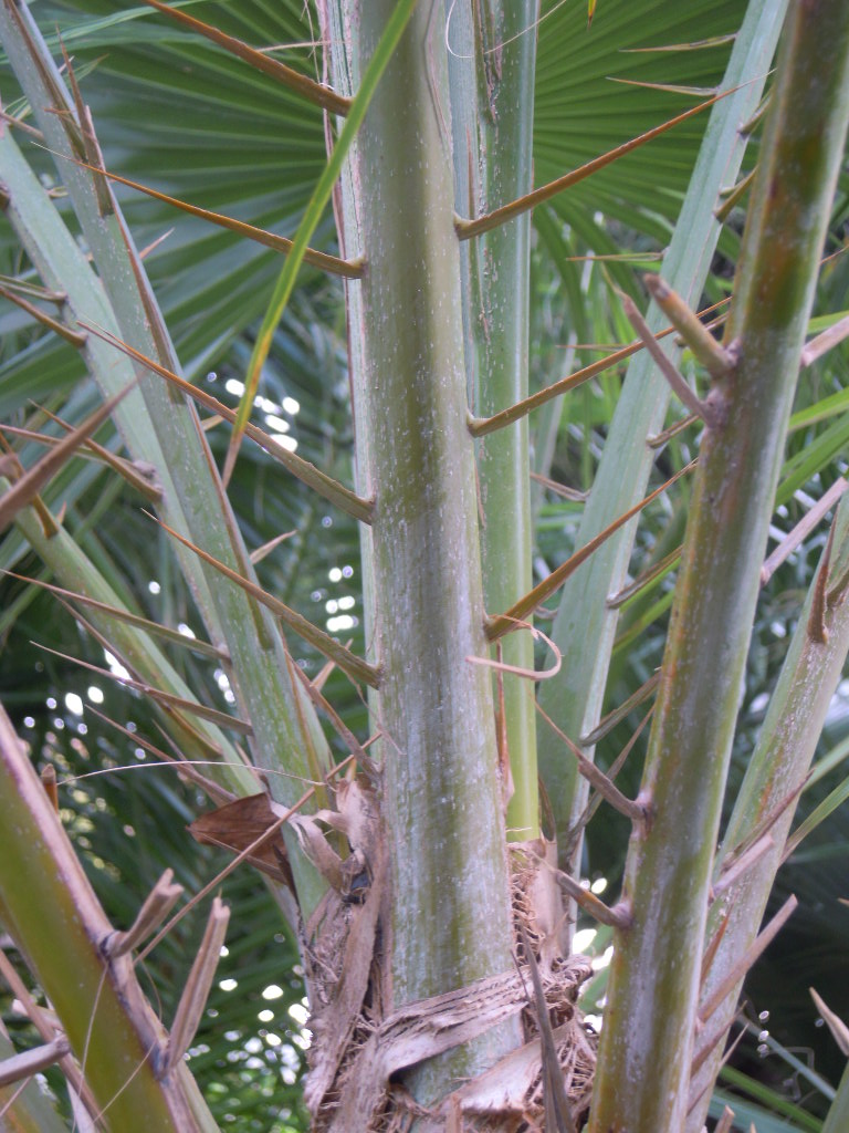 [Foto de planta, jardin, jardineria]