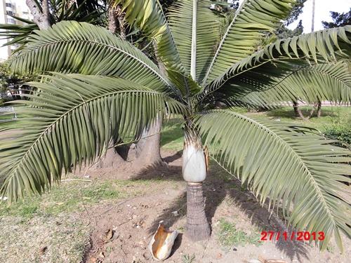 [Foto de planta, jardin, jardineria]