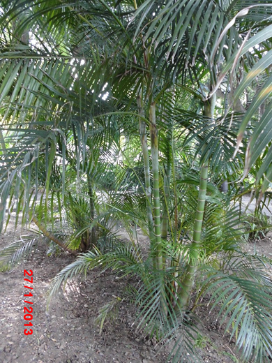 [Foto de planta, jardin, jardineria]