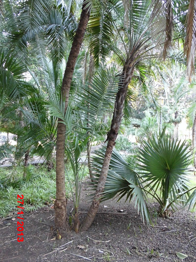 [Foto de planta, jardin, jardineria]