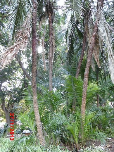 [Foto de planta, jardin, jardineria]