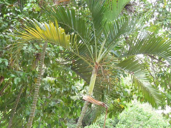 [Foto de planta, jardin, jardineria]