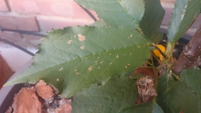 [Foto de planta, jardin, jardineria]