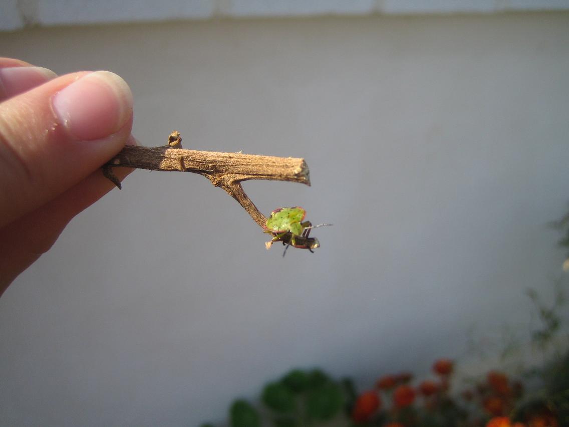 [Foto de planta, jardin, jardineria]