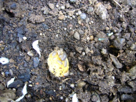 [Foto de planta, jardin, jardineria]